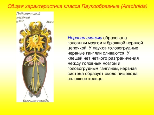 Общая характеристика класса Паукообразные (Ara chnida ) Нервная система образована головным мозгом и брюшной нервной цепочкой. У пауков головогрудные нервные ганглии сливаются. У клещей нет четкого разграничения между головным мозгом и головогрудным ганглием, нервная система образует около пищевода сплошное кольцо.  