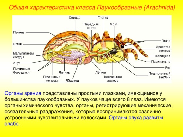Общая характеристика класса Паукообразные (Ara chnida ) Органы зрения представлены простыми глазками, имеющимися у большинства паукообразных. У пауков чаще всего 8 глаз. Имеются органы химического чувства, органы, регистрирующие механические, осязательные раздражения, которые воспринимаются различно устроенными чувствительными волосками. Органы слуха развиты слабо.  