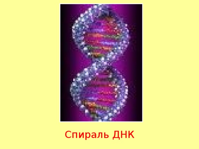 Спираль ДНК 