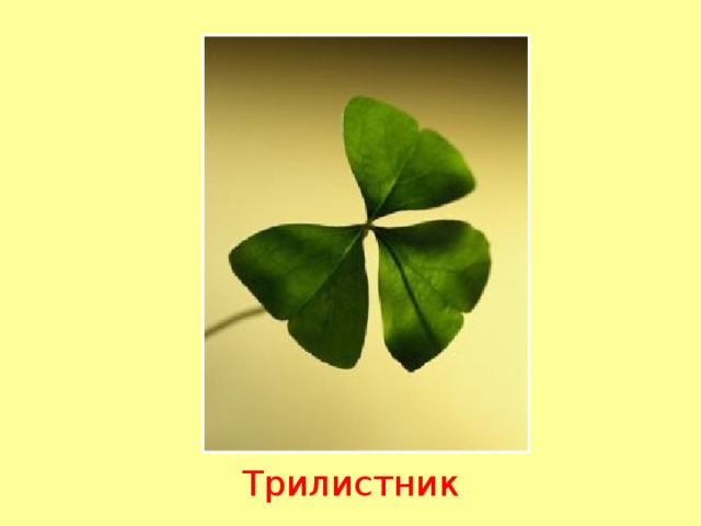 Трилистник 