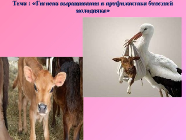 Болезни молодняка животных презентация