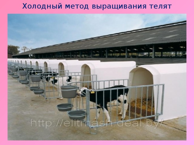 Холодный метод выращивания телят 