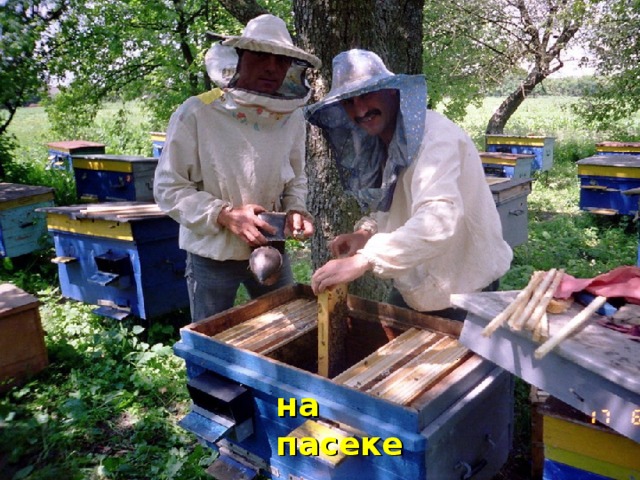 на пасеке 