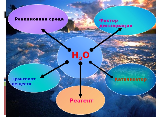 Реакционная среда  Фактор диссоциации  Н 2 О  Катализатор Транспорт веществ Реагент 