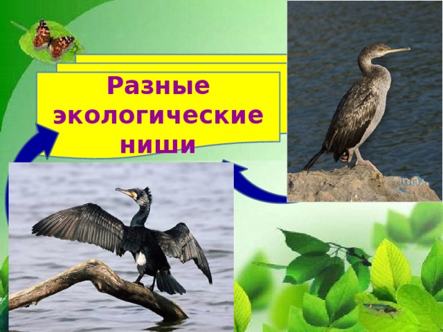 Местообитание и экологические ниши презентация 11 класс
