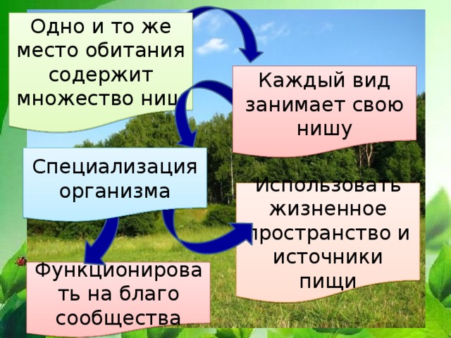 Местообитание и экологические ниши презентация 11 класс