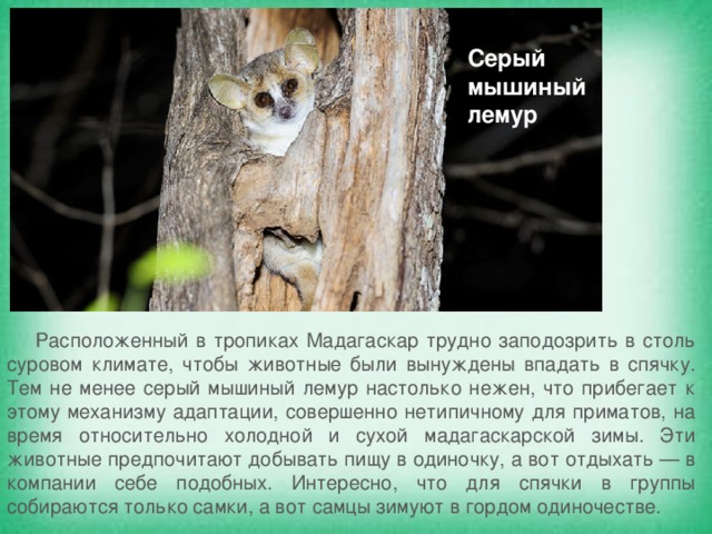 Презентация про лемура