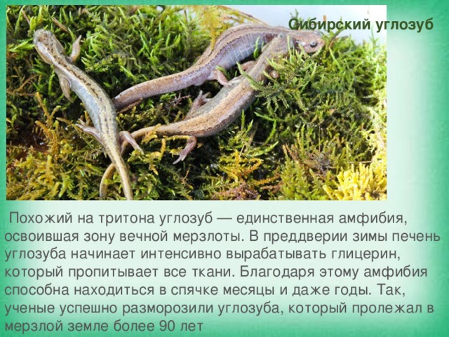 Сибирский углозуб презентация