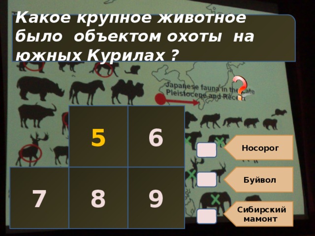 Носорог  Буйвол Сибирский мамонт Какое крупное животное было объектом охоты на южных Курилах ? В4. 5 6 7 8 9 