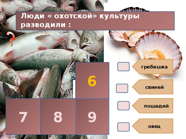 свиней  лошадей овец  гребешка В4. Люди « охотской» культуры разводили : 6 7 8 9 