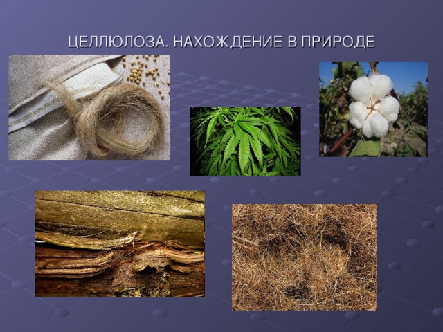 ЦЕЛЛЮЛОЗА. НАХОЖДЕНИЕ В ПРИРОДЕ 
