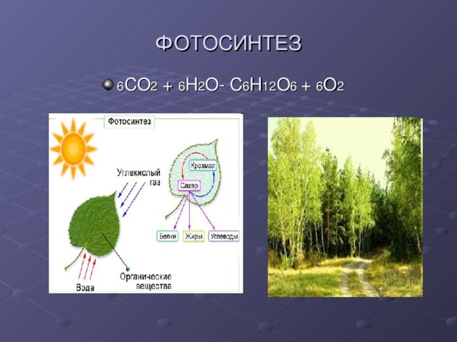 ФОТОСИНТЕЗ 6 СО 2 + 6 Н 2 О - С 6 Н 12 О 6 + 6 О 2 