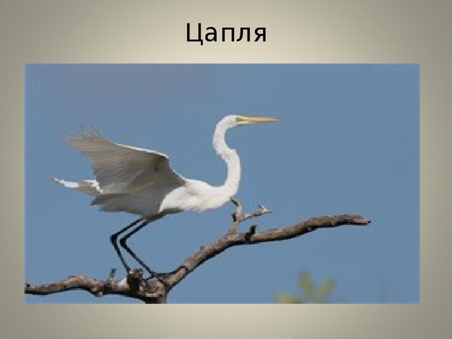 Цапля 