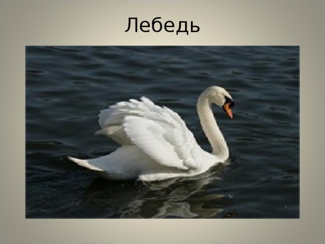 Лебедь 