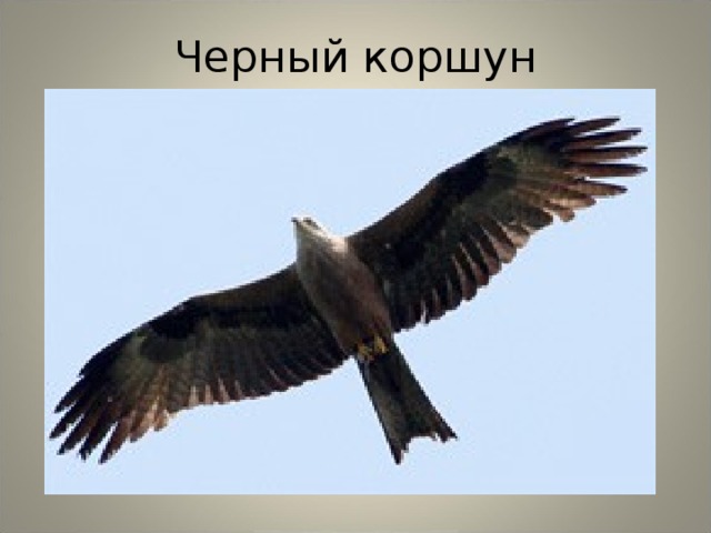 Черный коршун 
