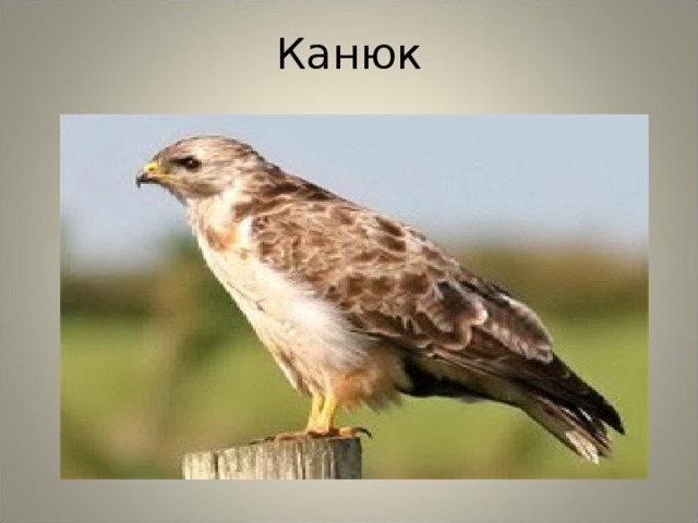 Канюк 