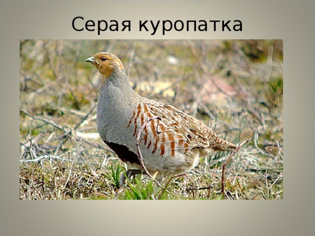 Серая куропатка 
