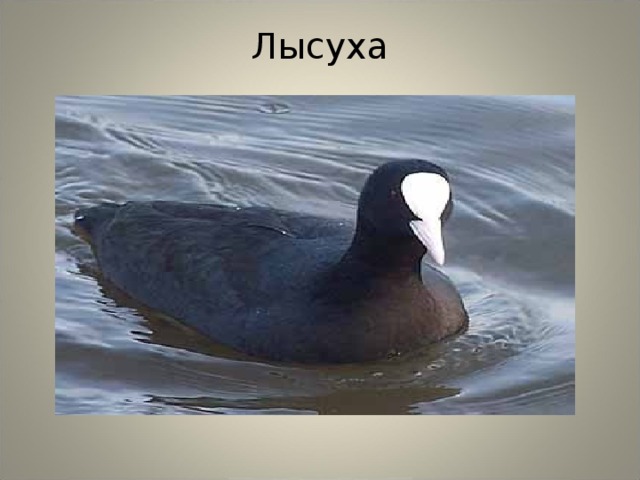 Лысуха 