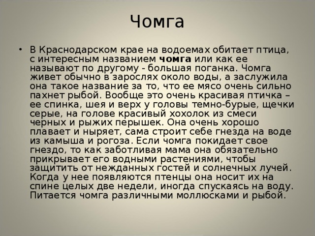 Чомга В Краснодарском крае на водоемах обитает птица, с интересным названием чомга или как ее называют по другому - большая поганка. Чомга живет обычно в зарослях около воды, а заслужила она такое название за то, что ее мясо очень сильно пахнет рыбой. Вообще это очень красивая птичка – ее спинка, шея и верх у головы темно-бурые, щечки серые, на голове красивый хохолок из смеси черных и рыжих перышек. Она очень хорошо плавает и ныряет, сама строит себе гнезда на воде из камыша и рогоза. Если чомга покидает свое гнездо, то как заботливая мама она обязательно прикрывает его водными растениями, чтобы защитить от нежданных гостей и солнечных лучей. Когда у нее появляются птенцы она носит их на спине целых две недели, иногда спускаясь на воду. Питается чомга различными моллюсками и рыбой.  