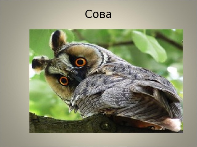 Сова 