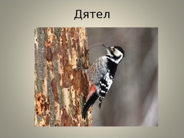 Дятел 