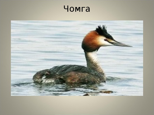 Чомга 