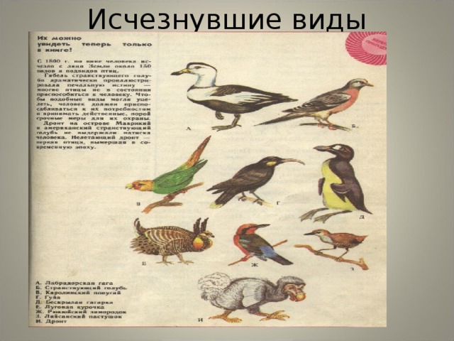 Исчезнувшие виды 