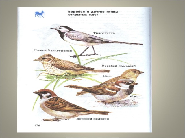 Презентация птицы краснодарского края