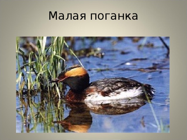 Малая поганка 