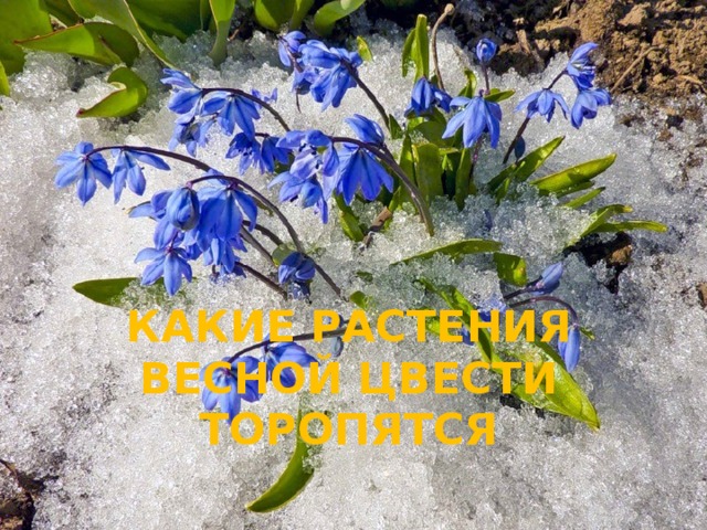 КАКИЕ РАСТЕНИЯ ВЕСНОЙ ЦВЕСТИ ТОРОПЯТСЯ