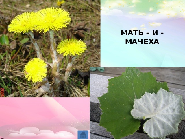 МАТЬ – И - МАЧЕХА