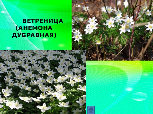 ВЕТРЕНИЦА (АНЕМОНА ДУБРАВНАЯ)