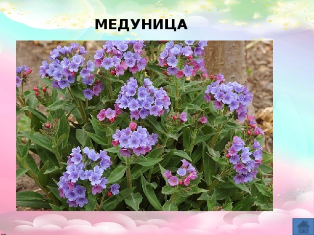 МЕДУНИЦА