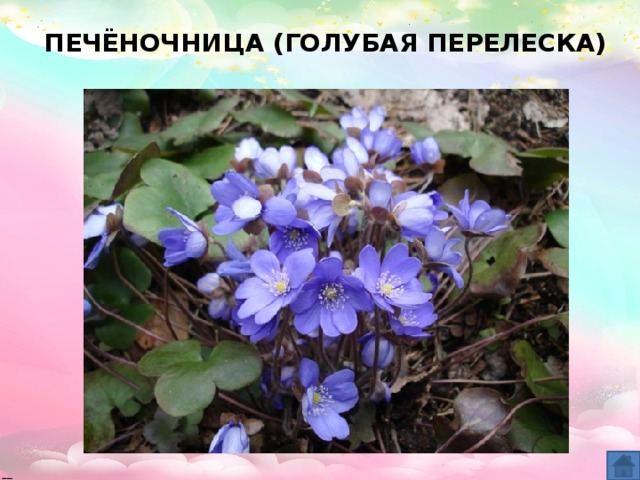 ПЕЧЁНОЧНИЦА (ГОЛУБАЯ ПЕРЕЛЕСКА)