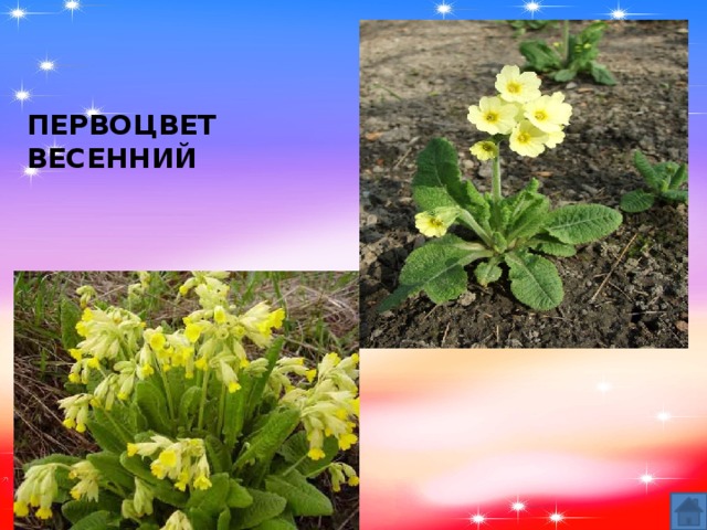 ПЕРВОЦВЕТ ВЕСЕННИЙ