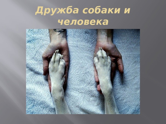 Дружба собаки и человека 