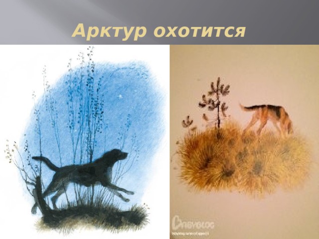 Арктур охотится 