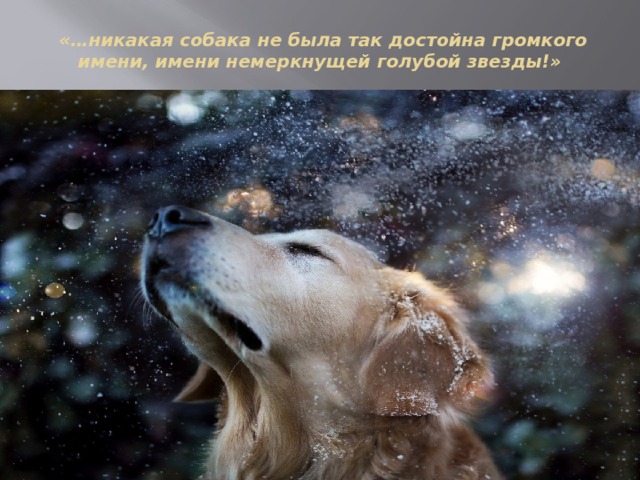  «…никакая собака не была так достойна громкого имени, имени немеркнущей голубой звезды!»   
