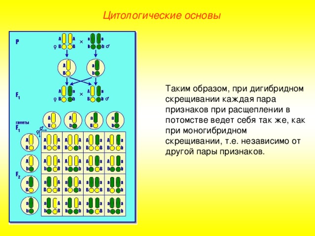 Цитологические основы Таким образом, при дигибридном скрещивании каждая пара признаков при расщеплении в потомстве ведет себя так же, как при моногибридном скрещивании, т.е. независимо от другой пары признаков.  