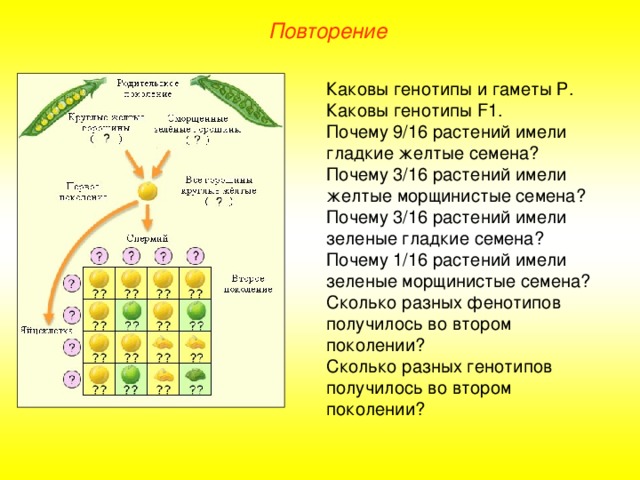 Повторение Каковы генотипы и гаметы Р. Каковы генотипы F 1. Почему 9/16 растений имели гладкие желтые семена? Почему 3/16 растений имели желтые морщинистые семена? Почему 3/16 растений имели зеленые гладкие семена? Почему 1/16 растений имели зеленые морщинистые семена? Сколько разных фенотипов получилось во втором поколении? Сколько разных генотипов получилось во втором поколении?  