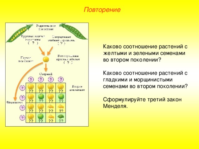 Повторение Каково соотношение растений с желтыми и зелеными семенами во втором поколении? Каково соотношение растений с гладкими и морщинистыми семенами во втором поколении? Сформулируйте третий закон Менделя.  