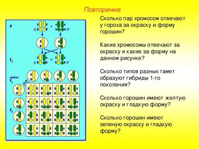 Повторение Сколько пар хромосом отвечают у гороха за окраску и форму горошин? Какие хромосомы отвечают за окраску и какие за форму на данном рисунке? Сколько типов разных гамет образуют гибриды 1-го поколения? Сколько горошин имеют желтую окраску и гладкую форму? Сколько горошин имеют зеленую окраску и гладкую форму?  