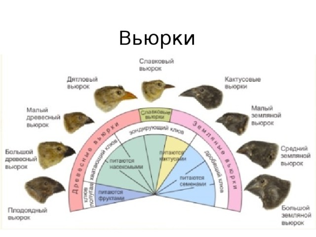 Вьюрки