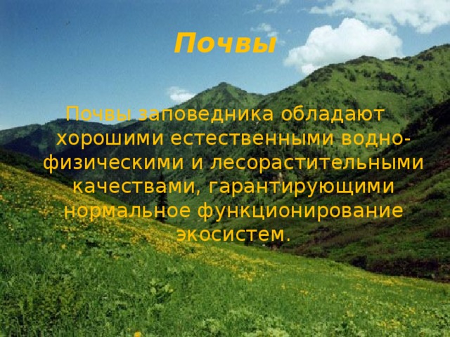 Почвы Почвы заповедника обладают хорошими естественными водно-физическими и лесорастительными качествами, гарантирующими нормальное функционирование экосистем. 