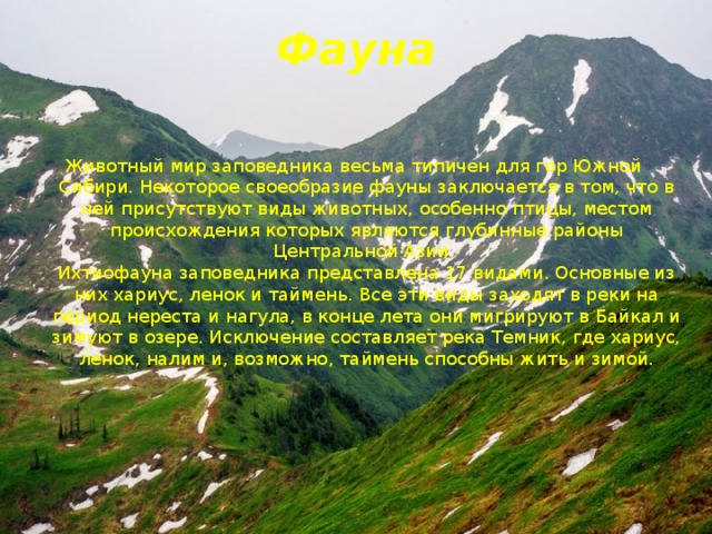 Фауна Животный мир заповедника весьма типичен для гор Южной Сибири. Некоторое своеобразие фауны заключается в том, что в ней присутствуют виды животных, особенно птицы, местом происхождения которых являются глубинные районы Центральной Азии.   Ихтиофауна заповедника представлена 17 видами. Основные из них хариус, ленок и таймень. Все эти виды заходят в реки на период нереста и нагула, в конце лета они мигрируют в Байкал и зимуют в озере. Исключение составляет река Темник, где хариус, ленок, налим и, возможно, таймень способны жить и зимой. 