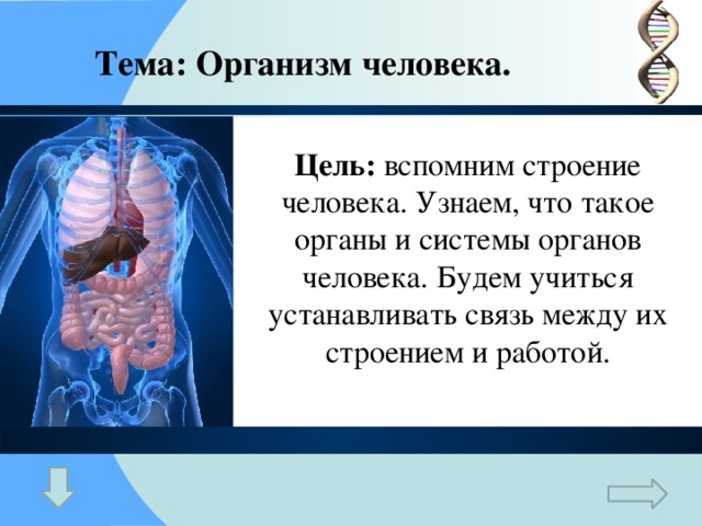 Тема: Организм человека. Цель: вспомним строение человека. Узнаем, что такое органы и системы органов человека. Будем учиться устанавливать связь между их строением и работой.