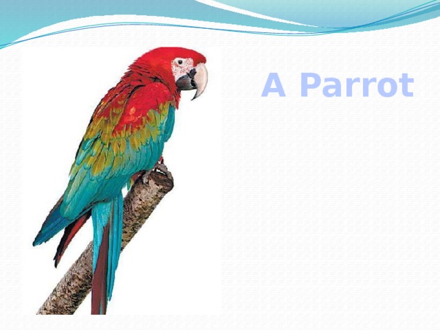 A Parrot 