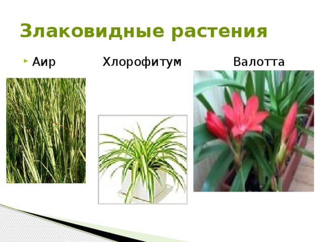 Злаковидные растения Аир Хлорофитум Валотта  