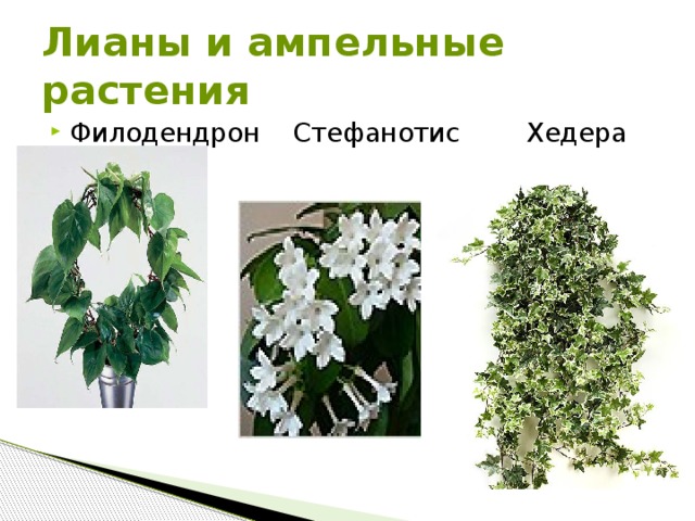 Лианы и ампельные растения Филодендрон Стефанотис Хедера  