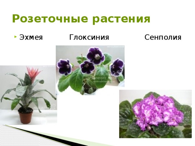 Розеточные растения Эхмея Глоксиния Сенполия  